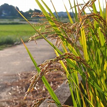 c0171349_1242425.jpg