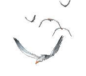 b0133752_10235129.gif
