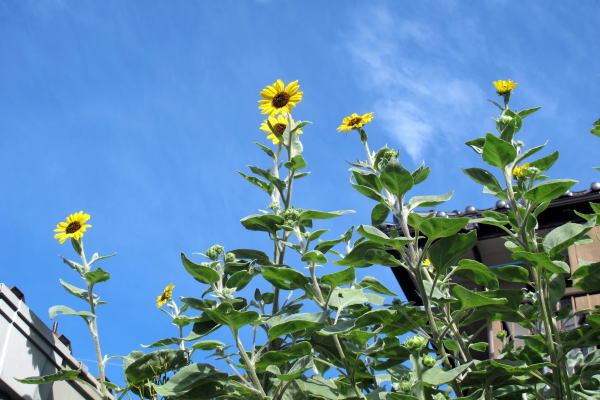 c0147952_21275796.jpg