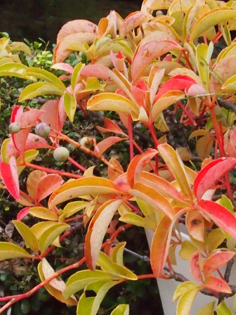 b0246758_16142809.jpg