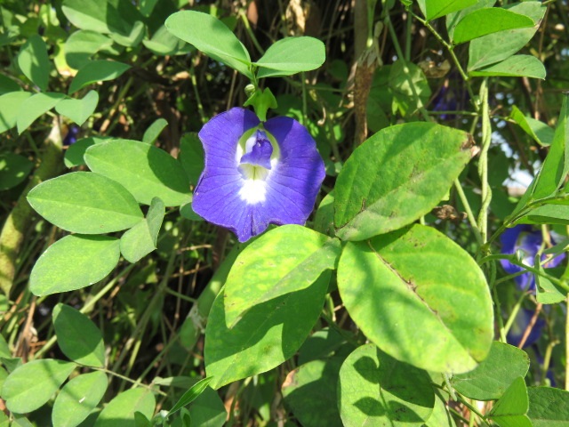 f0346196_10304116.jpg