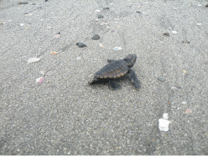 e0269900_1904998.gif