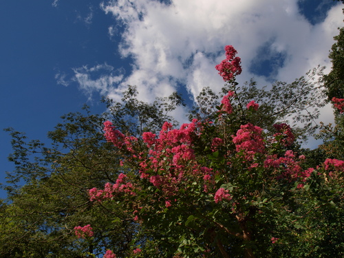 d0071507_434293.jpg