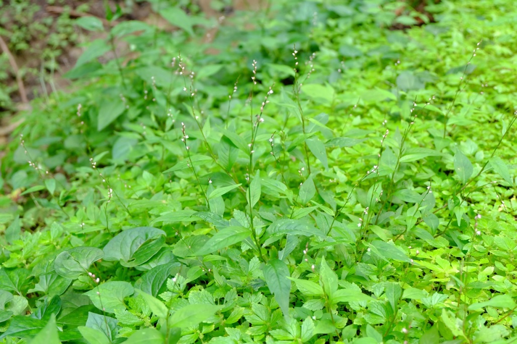 f0113108_149721.jpg