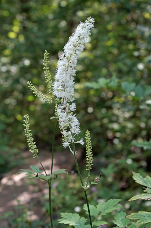 c0042418_7434788.jpg