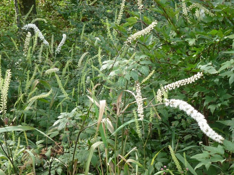 c0042418_7442342.jpg