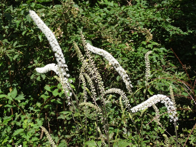 c0042418_74455.jpg