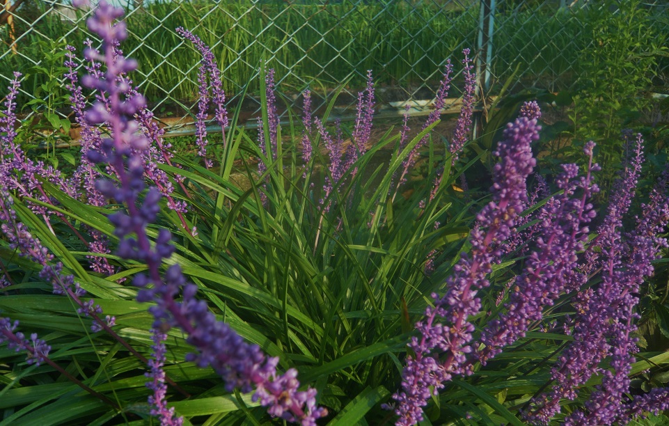 a0206332_19565116.jpg