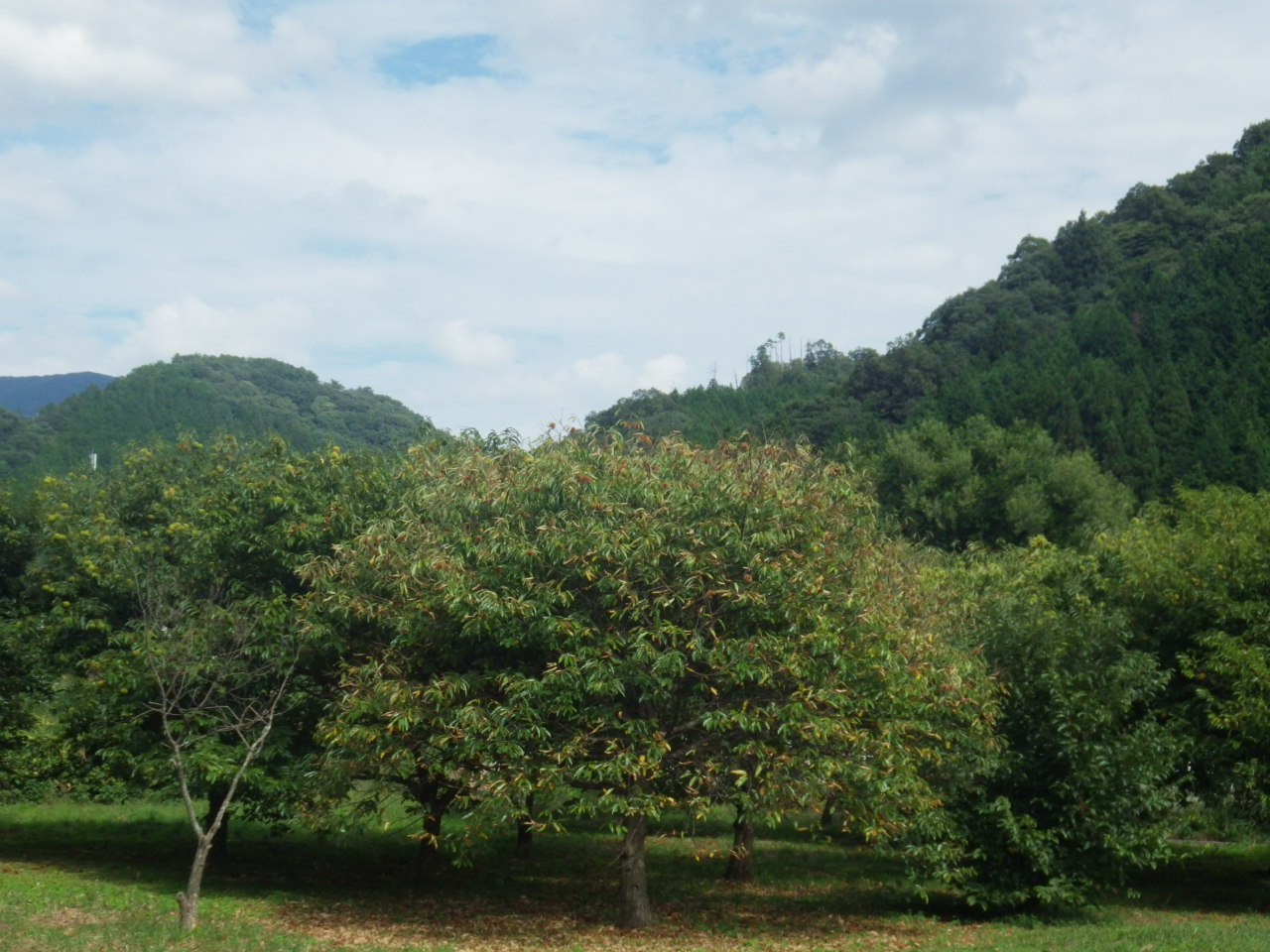 c0300035_1736157.jpg