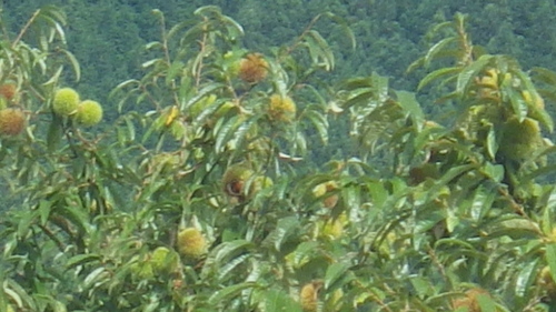 c0300035_17364580.jpg