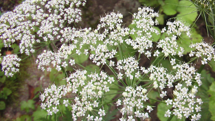 b0208961_1525567.jpg