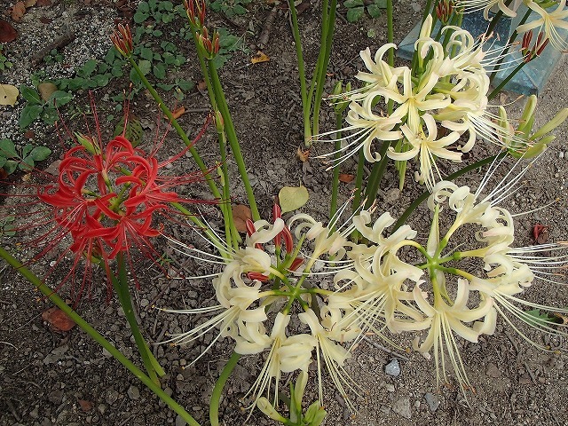 b0044663_14362038.jpg