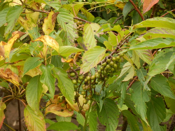 e0292172_20415780.jpg