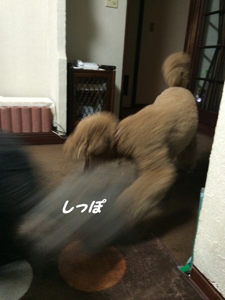 c0283778_1554475.jpg