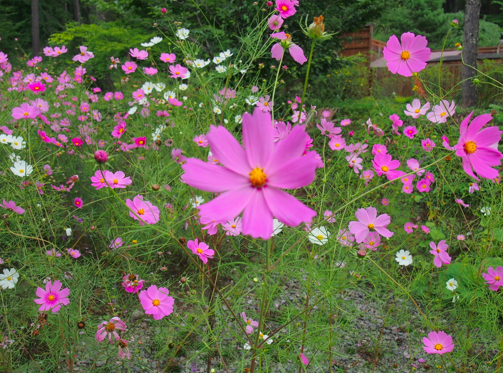 a0146493_1635410.png