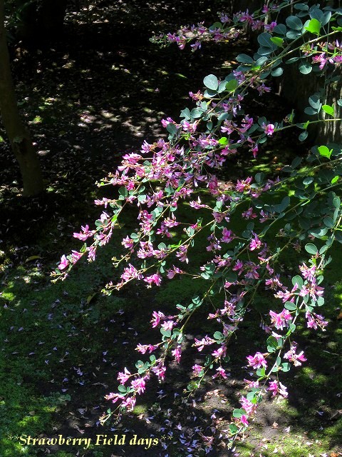 c0087094_22381014.jpg