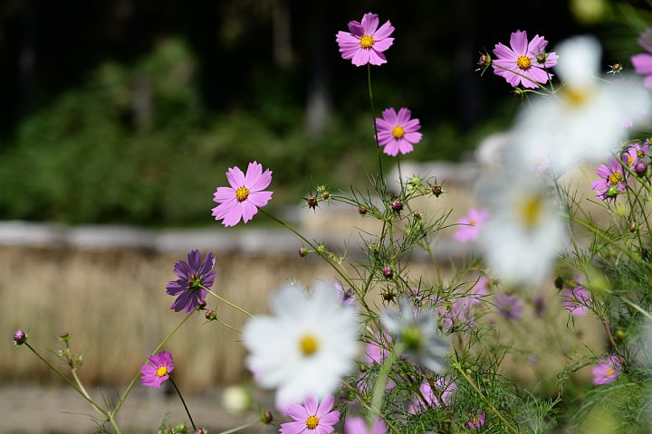b0134829_22425134.jpg