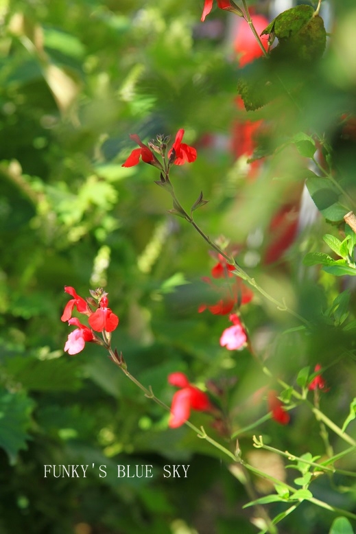 c0145250_20403831.jpg