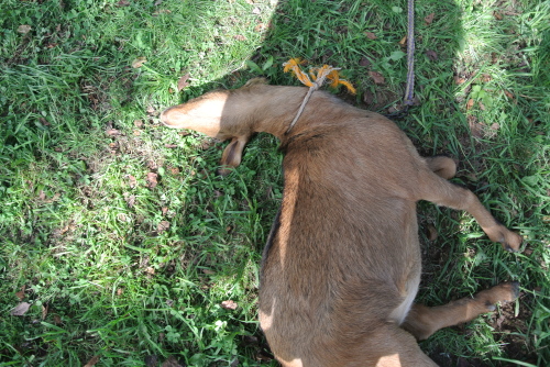 c0080861_12322864.jpg