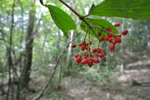 c0080861_12493474.jpg