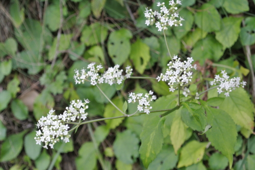 c0080861_12524512.jpg
