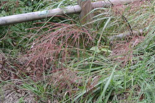 c0080861_12581254.jpg
