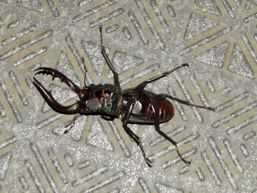 f0181793_2164890.jpg