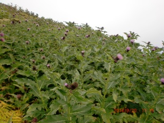 c0151898_2040274.jpg