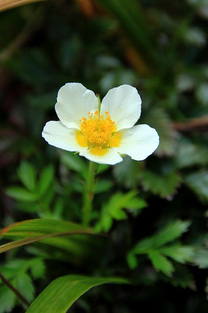 e0137200_20161516.jpg