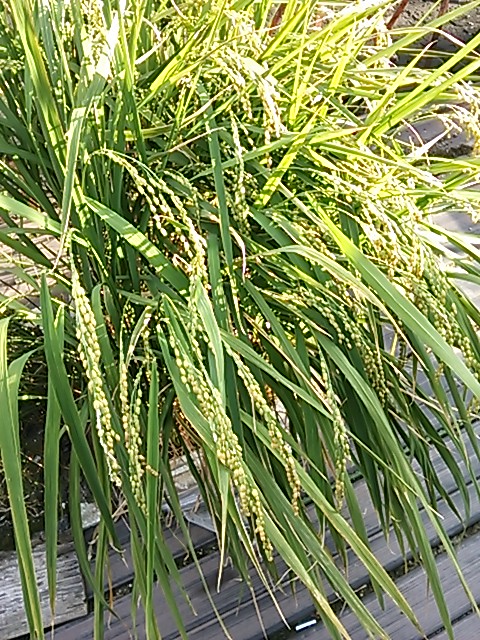 c0073152_23084413.jpg