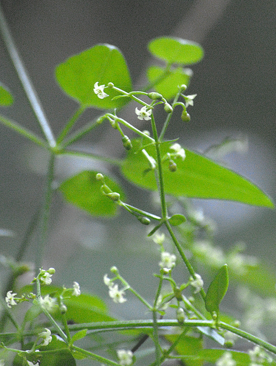 a0001354_22502256.gif