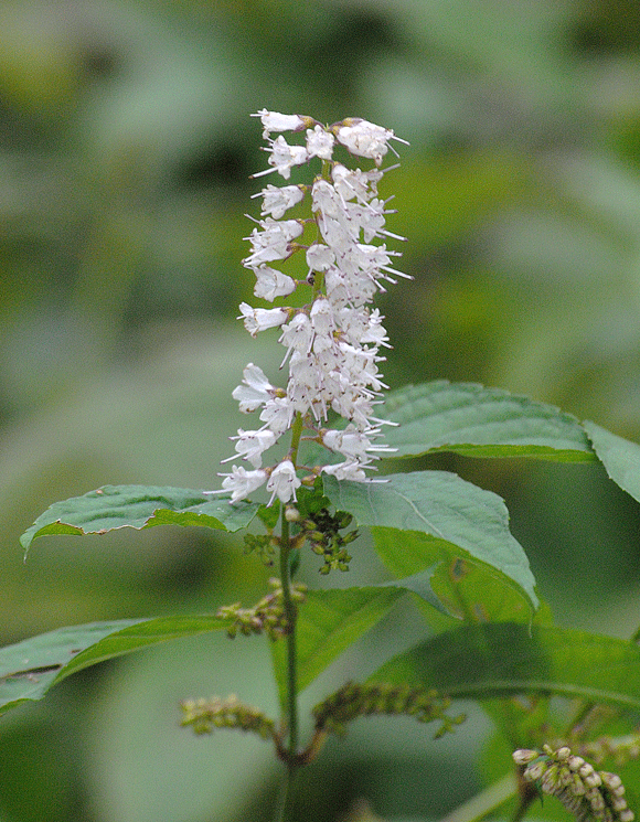 a0001354_22503615.gif