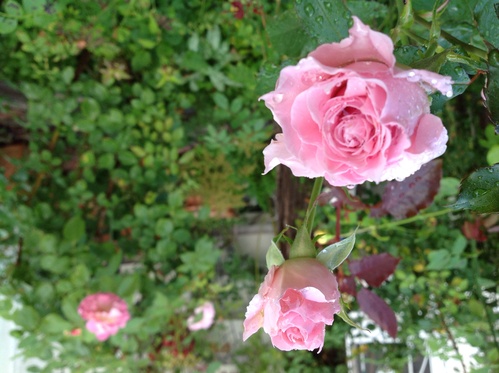 c0078586_9353234.jpg