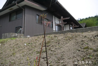 f0353990_11070492.jpg