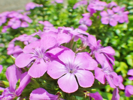 a0125598_21305990.jpg
