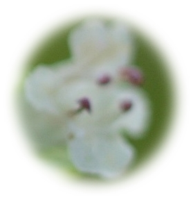 c0145250_15273932.jpg