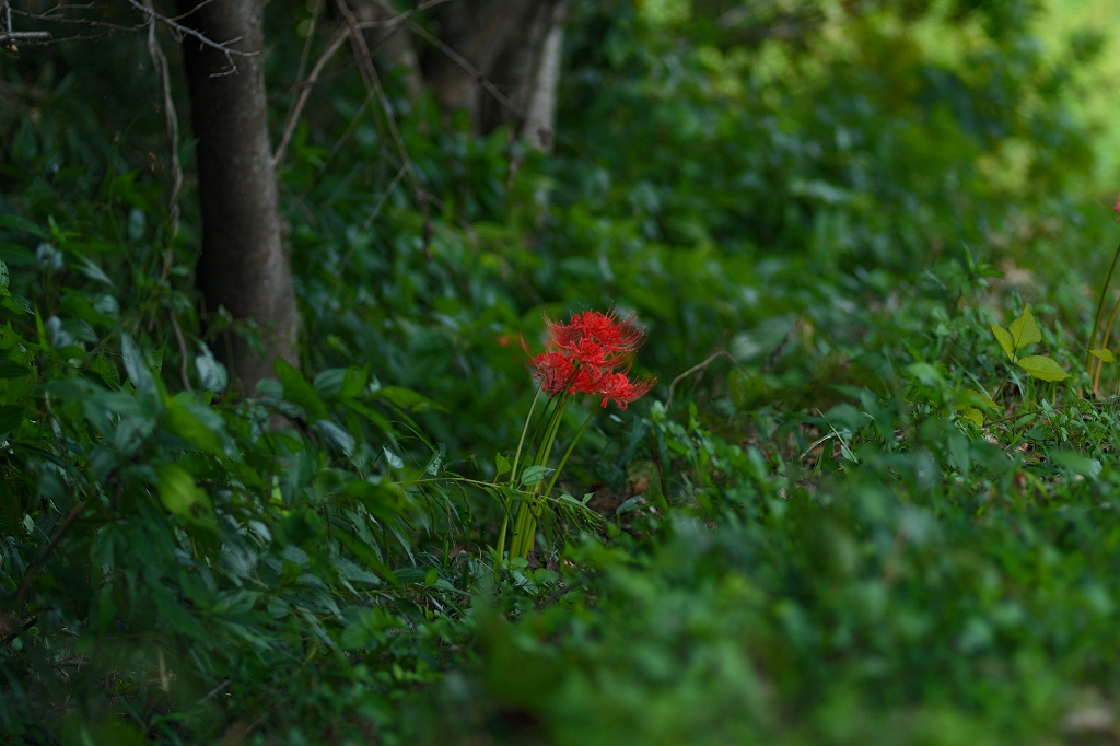b0250470_135222.jpg