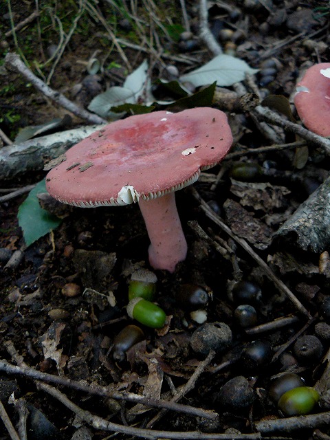d0019074_8573975.jpg