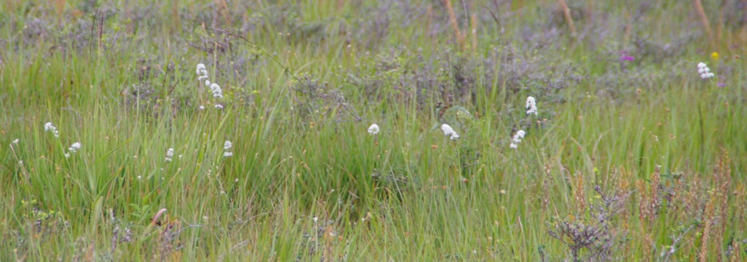 c0144185_1651421.jpg