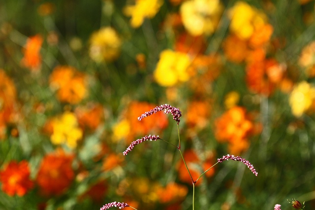 a0242438_18205279.jpg