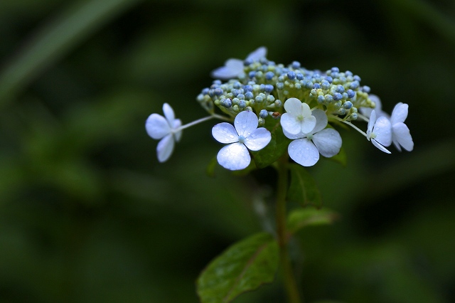 a0242438_18282328.jpg