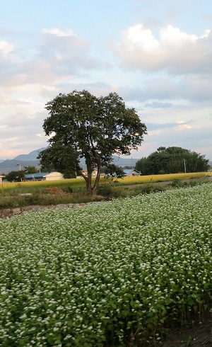 b0178339_11282837.jpg