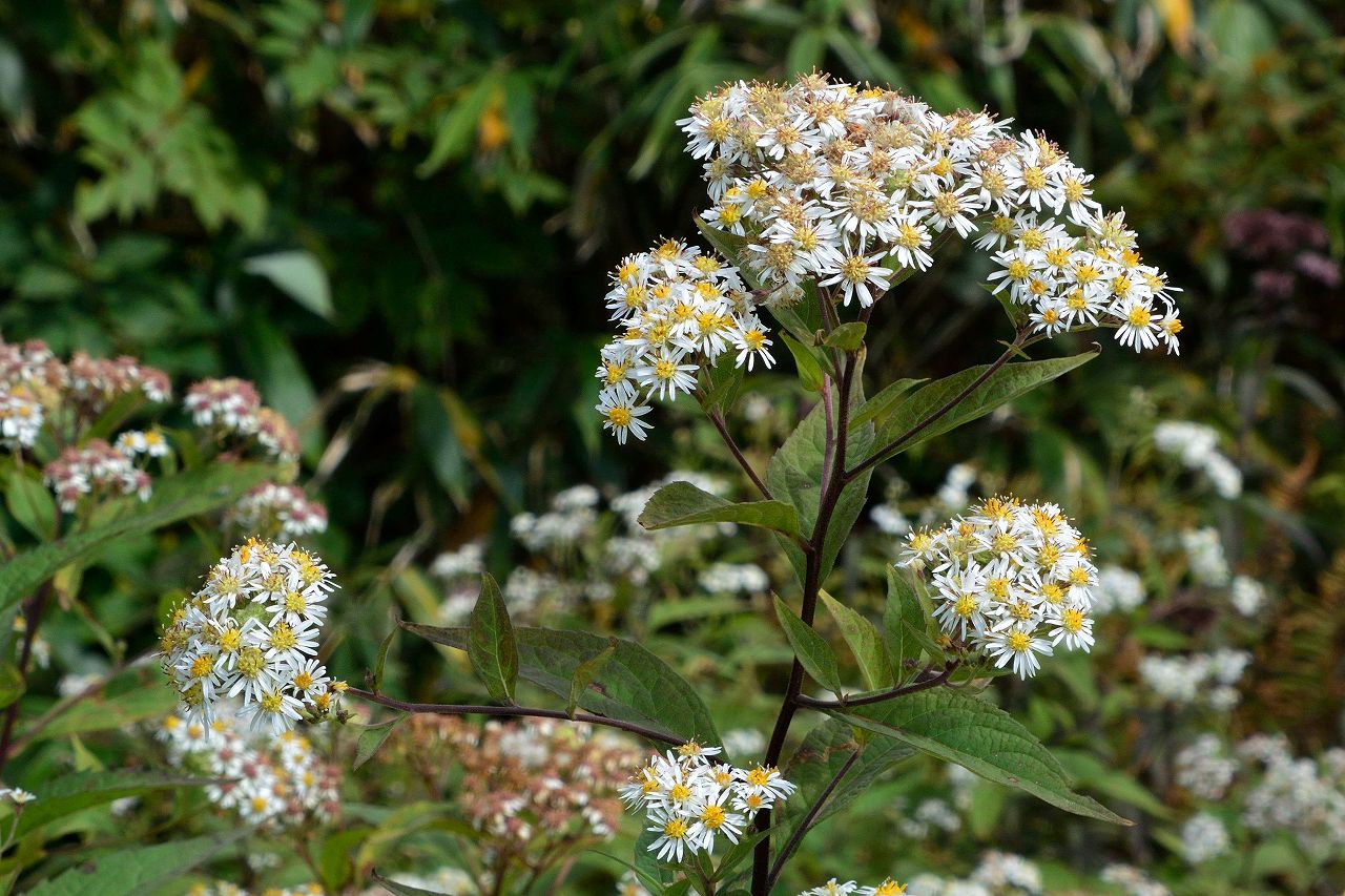 d0328977_09170149.jpg