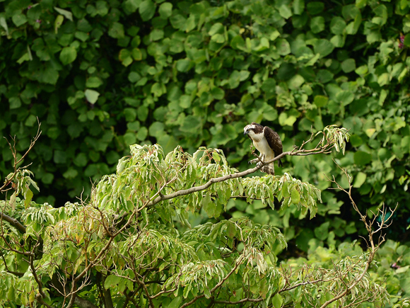 d0157380_16105653.jpg