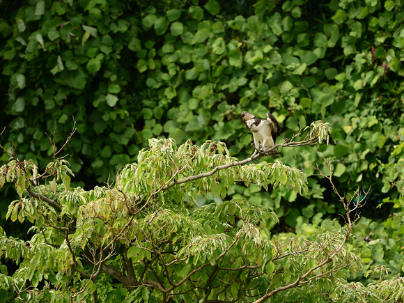 d0157380_1611995.jpg