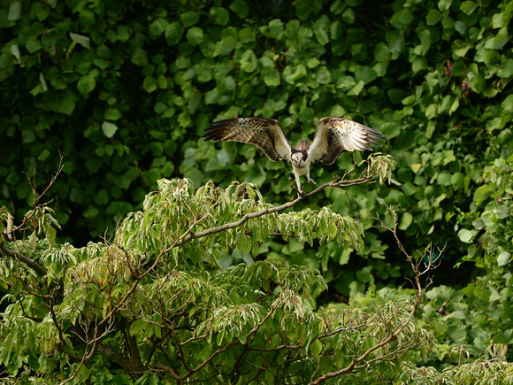 d0157380_1612398.jpg