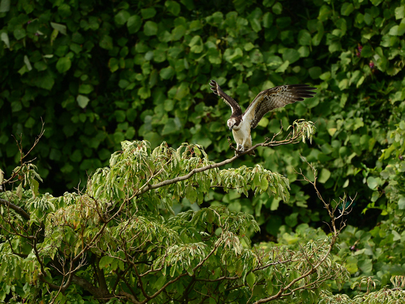 d0157380_1612998.jpg