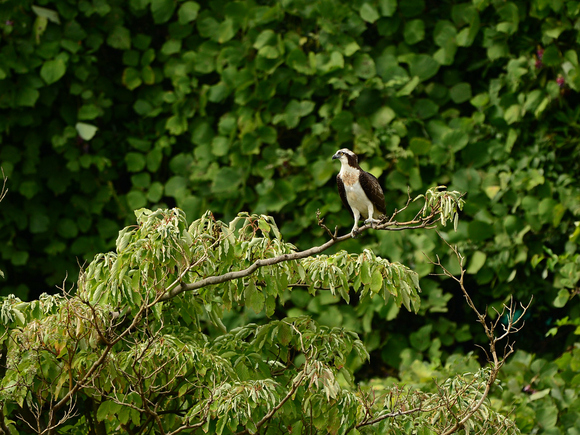 d0157380_16141249.jpg