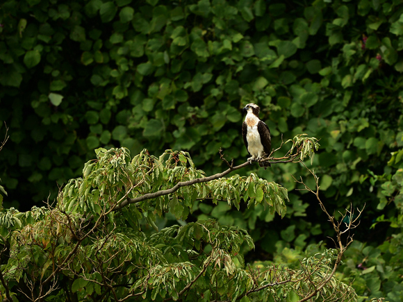 d0157380_16153147.jpg