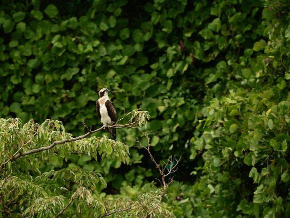 d0157380_16154524.jpg